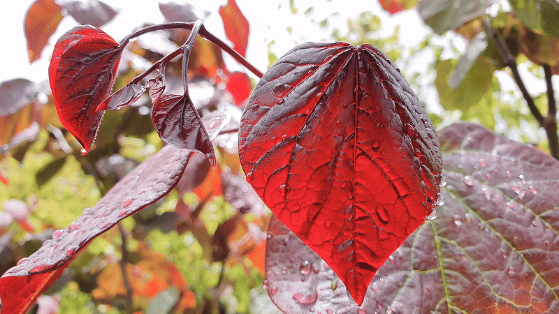Cercis Forest Pansy The Perfect Valentines Day Feature Tree