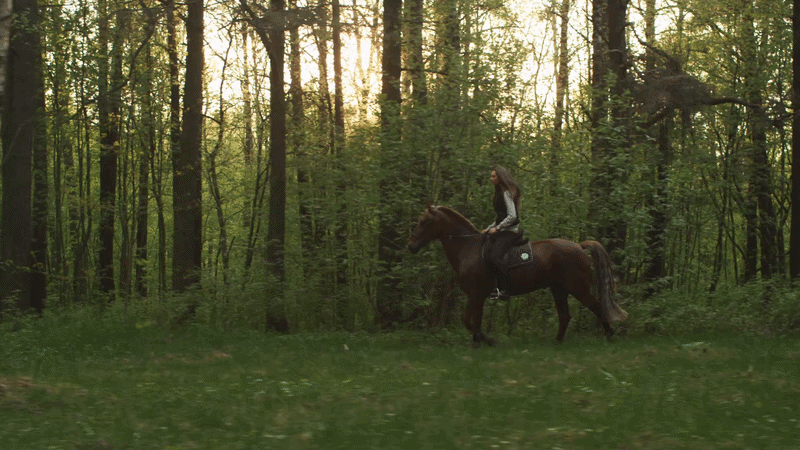 Great Trees for Equestrian Properties in New Zealand