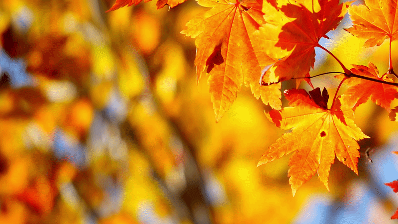 Top 10 Autumn Colour Guide and Seasonal Catalogue