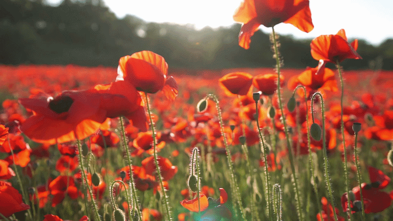 ANZAC Reflections - Honouring Service with Scarlet Oaks