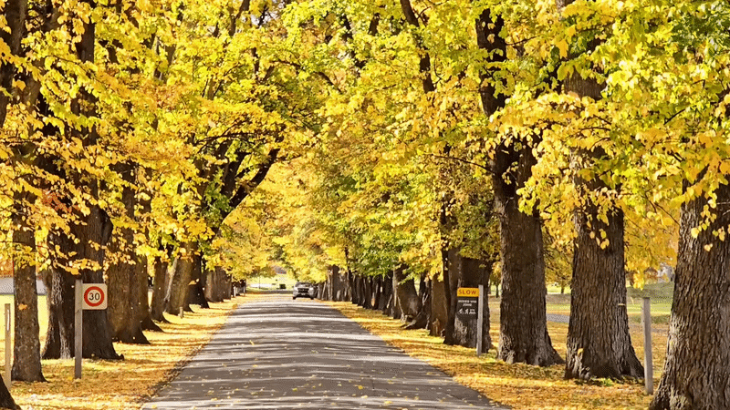 Autumn Colour at Millbrook Resort