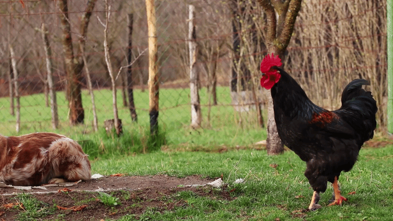 Trusted Trees for the Farm
