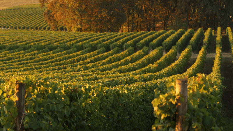 Beauty Shaped by Wineries and Vineyards
