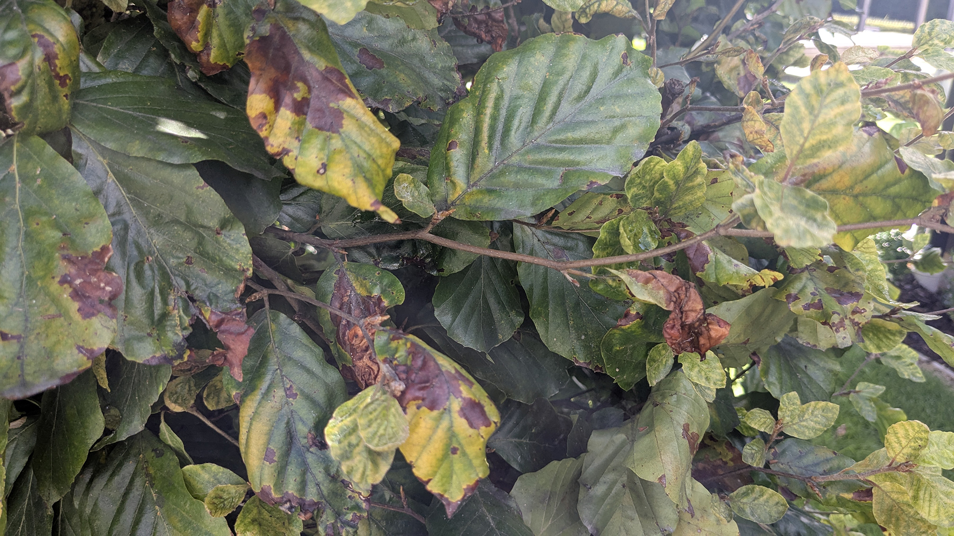English Beech Disease