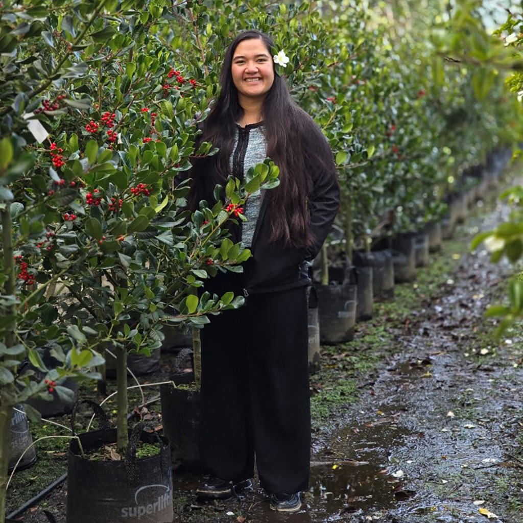 Ilex hendersonii 35lt in berry June 2026 & Linette