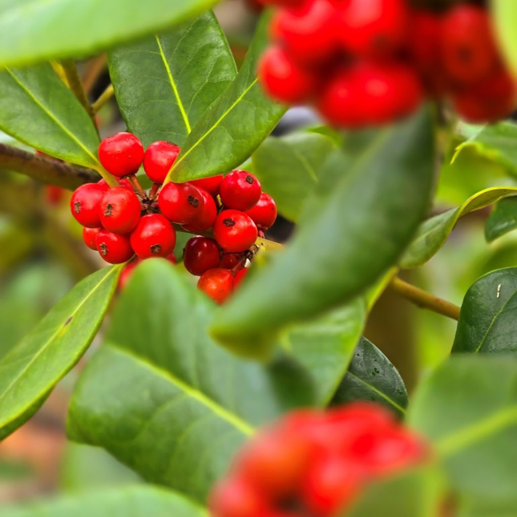 Ilex hendersonii berry May 2025