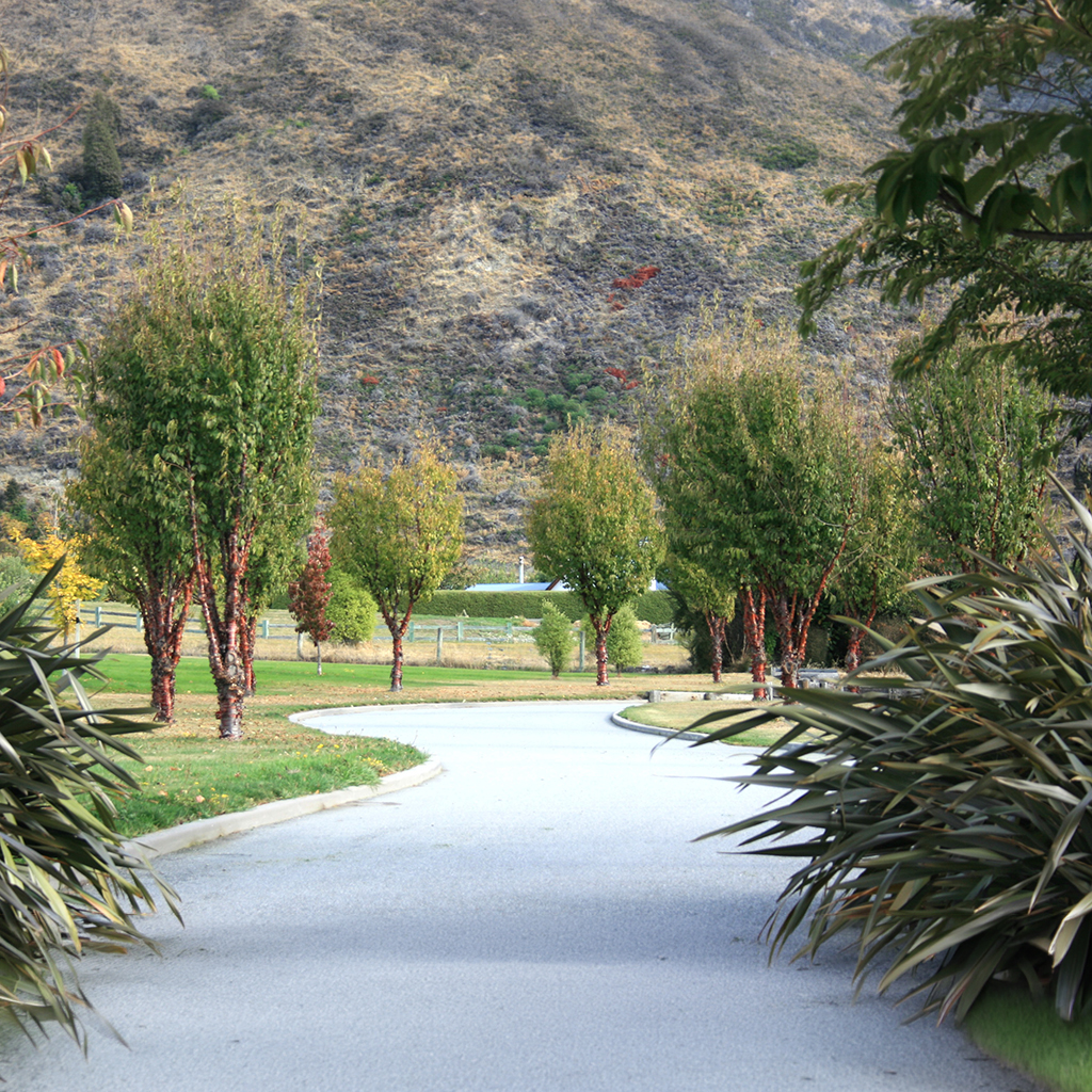 Prunus serrula - Wanaka April 2015