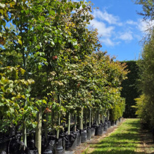 Acer capillipes – Snake Bark Maple