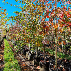 Acer capillipes – Snake Bark Maple