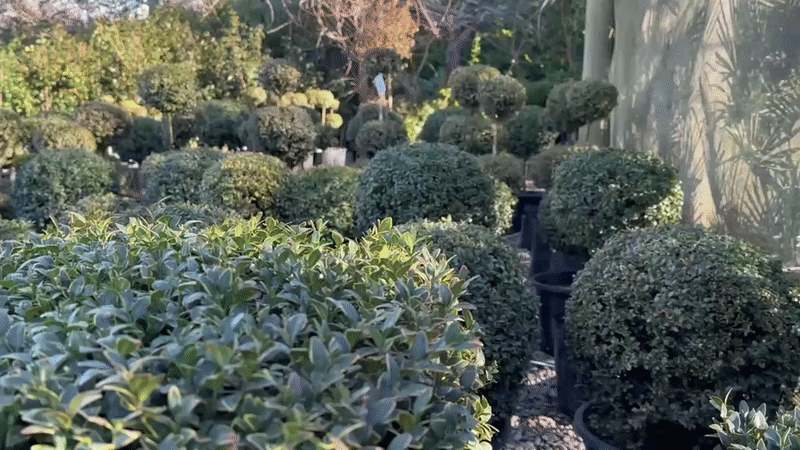 Exclusive Buxus Topiary Collection for Bespoke Landscapes