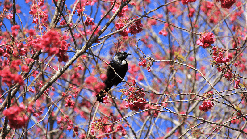 Spring Blossom Trees and Birdlife for Rural Garden