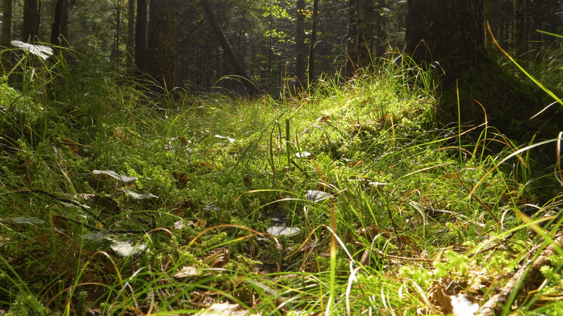 Building Biodiversity with Innovation and Renewable Growing Systems