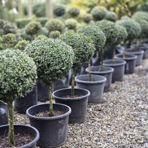 BUXUS sempervirens — single standard topiary