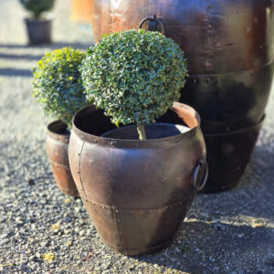 BUXUS sempervirens — single standard topiary