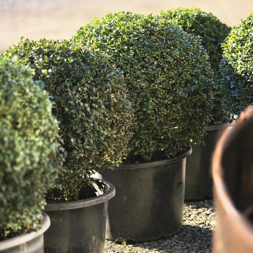 Buxus sempervirens 500-600mm sphere - July 2026 (5)