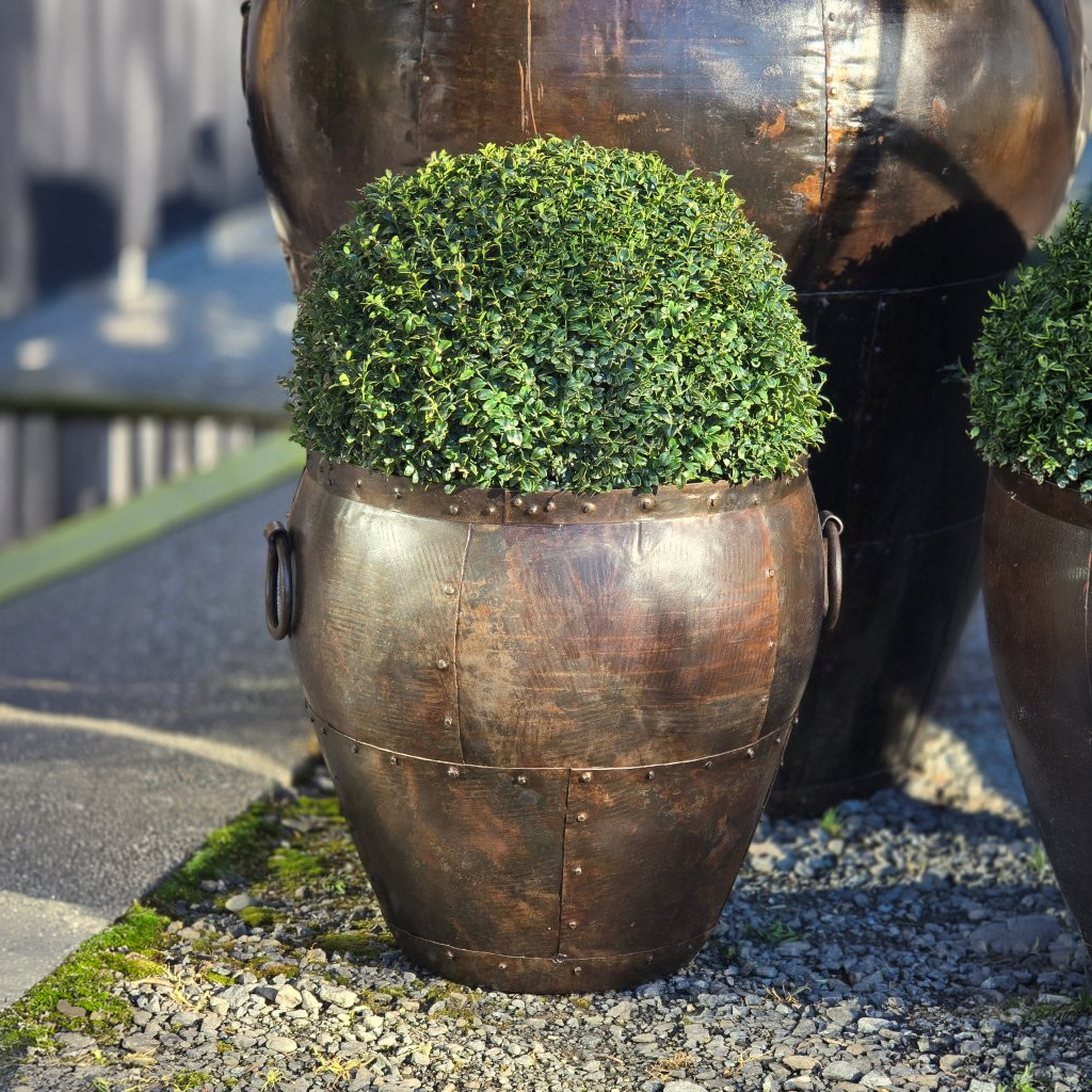 Buxus sempervirens 500-600mm sphere - July 2026 (6)