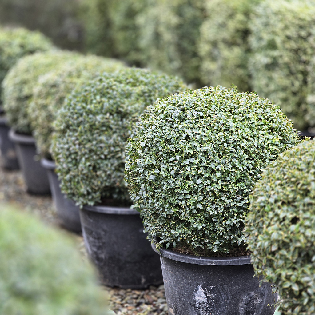 Buxus sempervirens 500-600mm sphere - July 2026 (7)