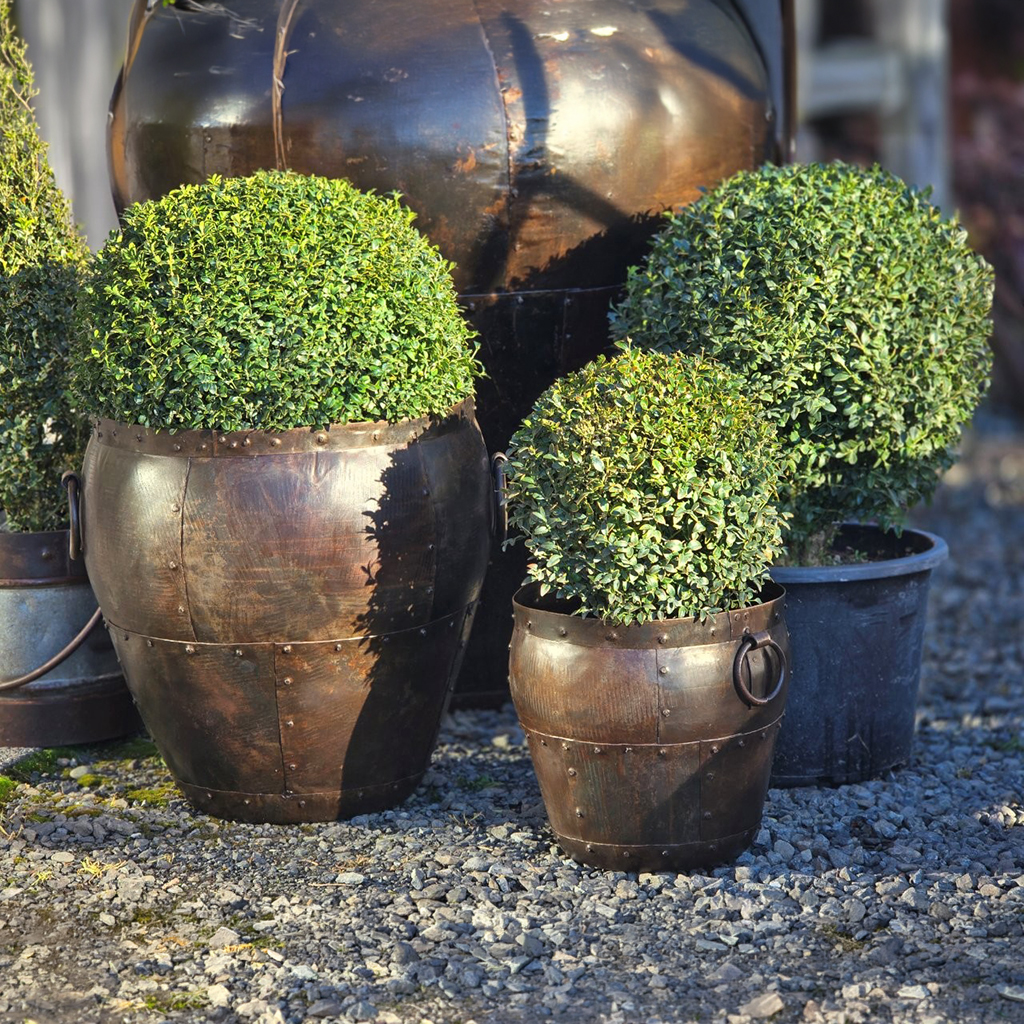 Buxus sempervirens 500-600mm sphere - July 2026 (9)