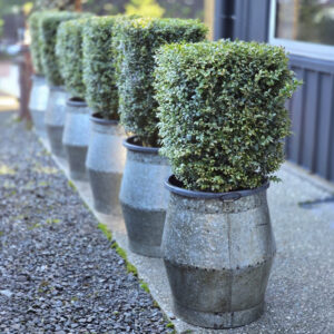 BUXUS sempervirens — cube topiary