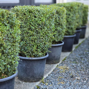 BUXUS sempervirens — cube topiary