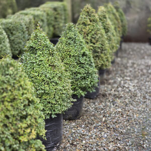 BUXUS sempervirens — cone topiary
