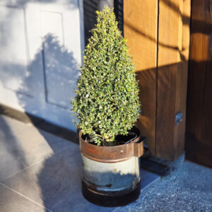 BUXUS sempervirens — cone topiary