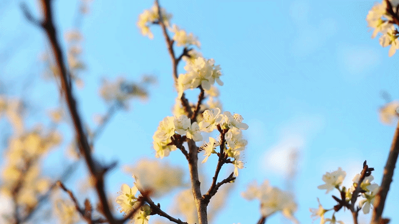 Early Spring Blossom at Easy Big Trees