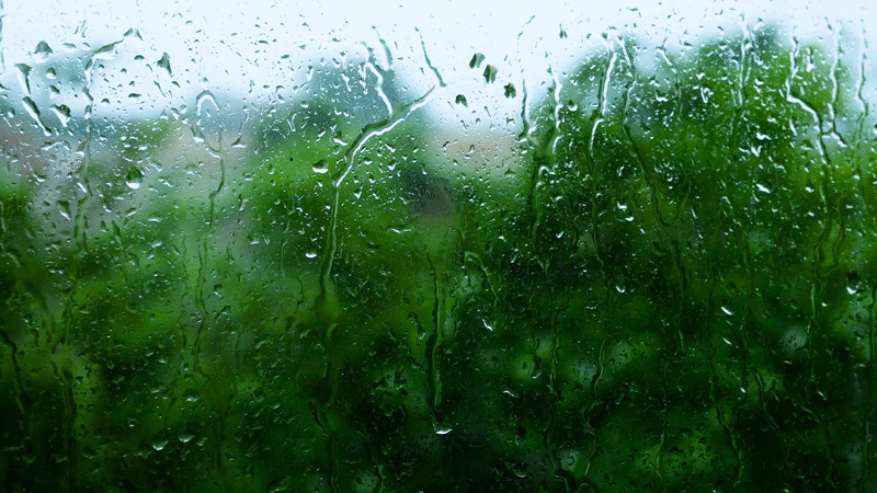 How Trees Help Reduce Flooding Effects