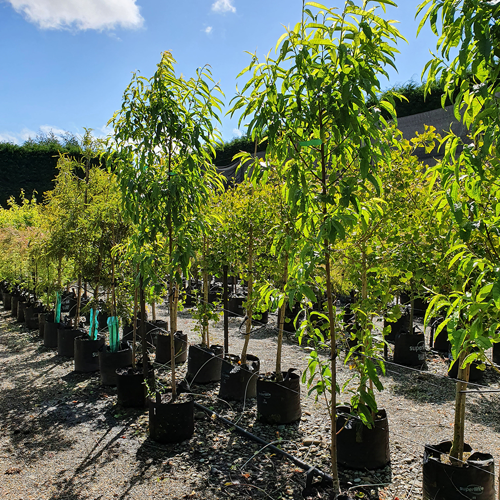 Nectarine Goldmine 35L Feb 2021