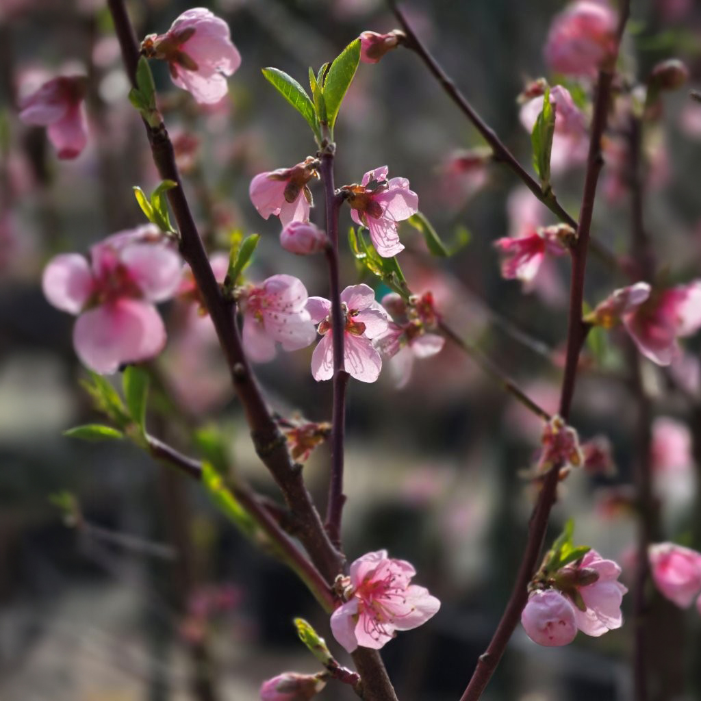 Nectarine Goldmine in blossom 30lt Sept 2025 (1)