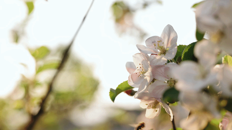 Spring into Summer - Fresh Trees Fresh Season