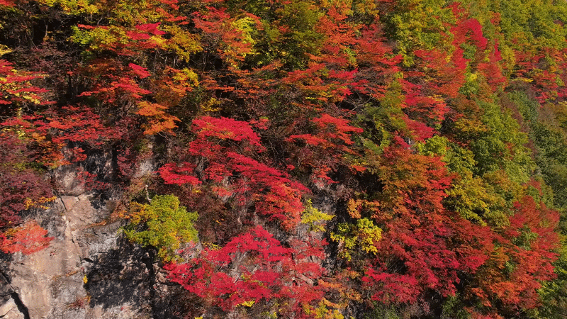 Japanese Maples
